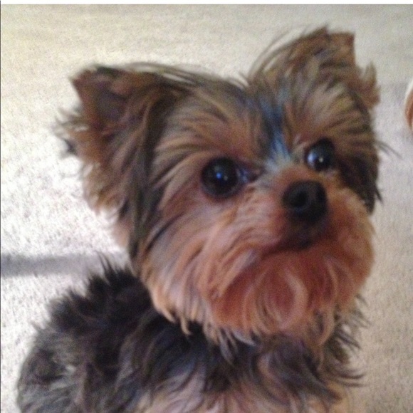 Meet your Posher, Sherry - Picture 2 of 2